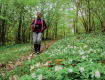 En sous-bois dans les collines ardennaises.