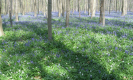 Dans le bois de Hal | RB Brabant wallon